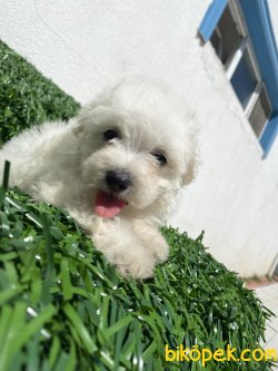 KAR BEYAZ MİNİ BOY MALTESE TERRİER 2