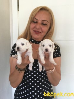 Kar Beyaz Naltese Terrier Yavrularymyz 4