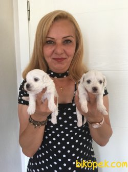 Kar Beyaz Naltese Terrier Yavrularymyz 2