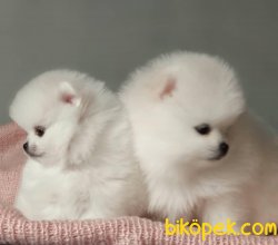 Kar Beyaz Orjinal Pomeranian Boo 3
