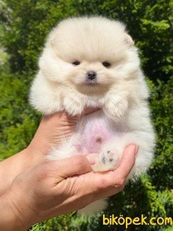 Kar Beyaz Orjinal Pomeranian Boo 1
