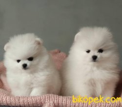 Kar Beyaz Orjinal Pomeranian Boo 3