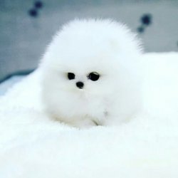 Kar Beyaz Orjinal Pomeranian Boo 1