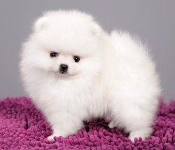 Kar Beyaz Orjinal Pomeranian Boo 1