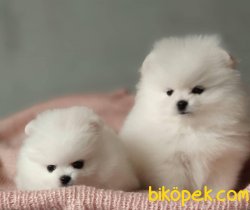 Kar Beyaz Orjinal Pomeranian Boo 2