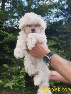 Kar Beyaz Orjinal Poodle 3