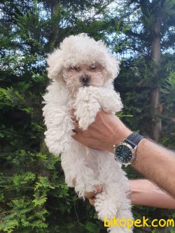 Kar Beyaz Orjinal Poodle 1