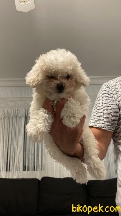 Kar Beyaz Orjinal Poodle 3