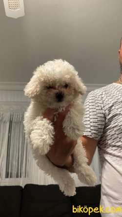 Kar Beyaz Orjinal Poodle 1
