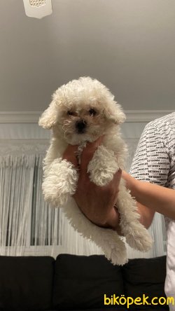 Kar Beyaz Orjinal Poodle 2