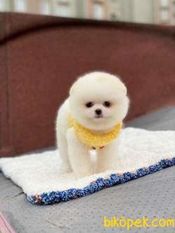 Kar Beyaz  Pomeranian Boo 3