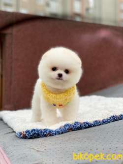 Kar Beyaz  Pomeranian Boo 2