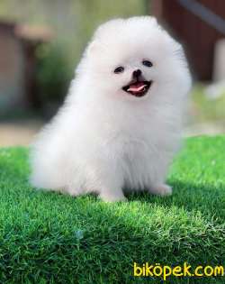 Kar Beyaz Oyuncak Yüzlü Orjinal Pomeranian Boo 2