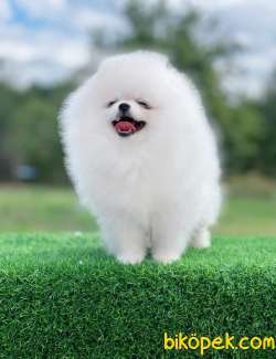Kar Beyaz Oyuncak Yüzlü Orjinal Pomeranian Boo 3