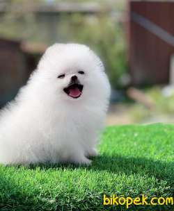 Kar Beyaz Oyuncak Yüzlü Orjinal Pomeranian Boo 2