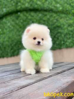 Kar Beyaz Pomeranian Boo Miniğimiz 4