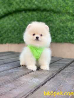 Kar Beyaz Pomeranian Boo Miniğimiz 1