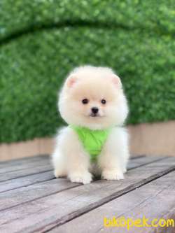 Kar Beyaz Pomeranian Boo Miniğimiz 2