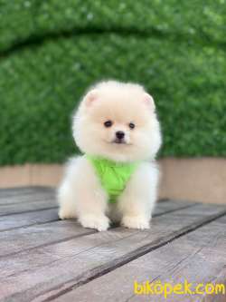 Kar Beyaz Pomeranian Boo Miniğimiz 5