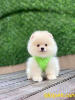Kar Beyaz Pomeranian Boo Miniğimiz 3