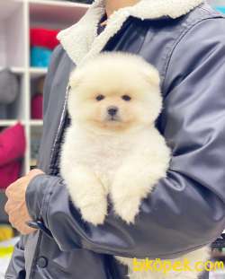 Kar Beyaz Pomeranian Boo Miniğimiz 1