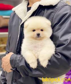 Kar Beyaz Pomeranian Boo Miniğimiz 2