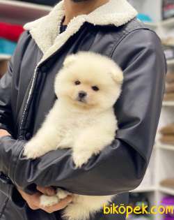 Kar Beyaz Pomeranian Boo Miniğimiz 3