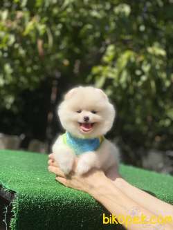 Kar Beyaz Pomeranian Boo Yavrumuz 2