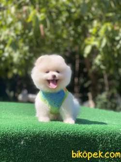 Kar Beyaz Pomeranian Boo Yavrumuz 3