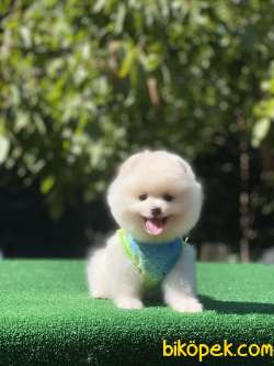 Kar Beyaz Pomeranian Boo Yavrumuz 5