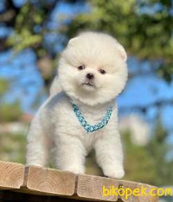 Kar Beyaz Pomeranian Oğlum THOR 2