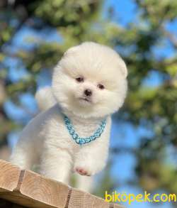 Kar Beyaz Pomeranian Oğlum THOR 1
