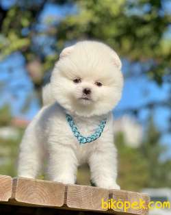 Kar Beyaz Pomeranian Oğlum THOR 3
