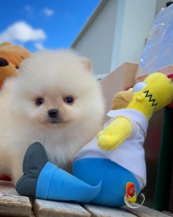 Kar Beyaz Pomeranian Yavrularımız 3