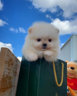 Kar Beyaz Pomeranian Yavrularımız 1