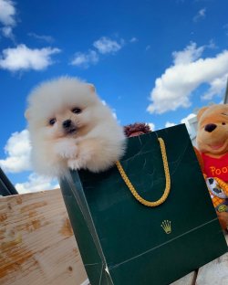 Kar Beyaz Pomeranian Yavrularımız 2