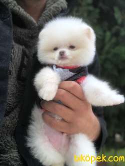 Kar Beyaz Pomeranian Yavrularımzı 3