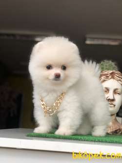 Kar Beyaz Pomeranian Yavrumuz 1