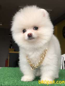 Kar Beyaz Pomeranian Yavrumuz 2
