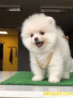 Kar Beyaz Pomeranian Yavrumuz 3