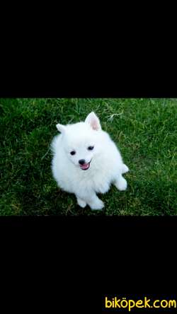 Kar Beyaz Pomerian Boo 3