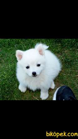 Kar Beyaz Pomerian Boo 2