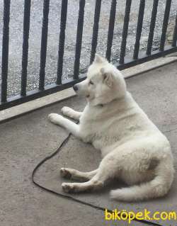 Kar Beyaz Samoyed 2