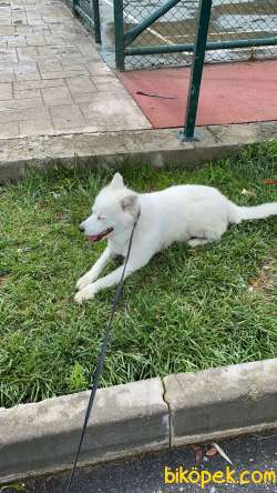Kar Beyaz Samoyed 1