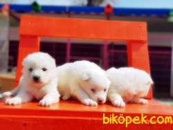 KAR BEYAZ SAMOYED YAVRULAR 3