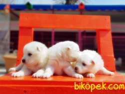KAR BEYAZ SAMOYED YAVRULAR 4
