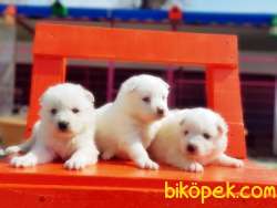 KAR BEYAZ SAMOYED YAVRULAR 1