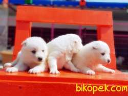 KAR BEYAZ SAMOYED YAVRULAR 2