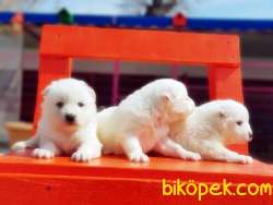 KAR BEYAZ SAMOYED YAVRULAR 5