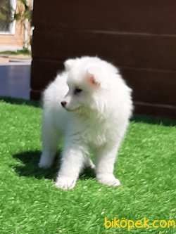 Kar Beyaz Samoyed Yavruları 2